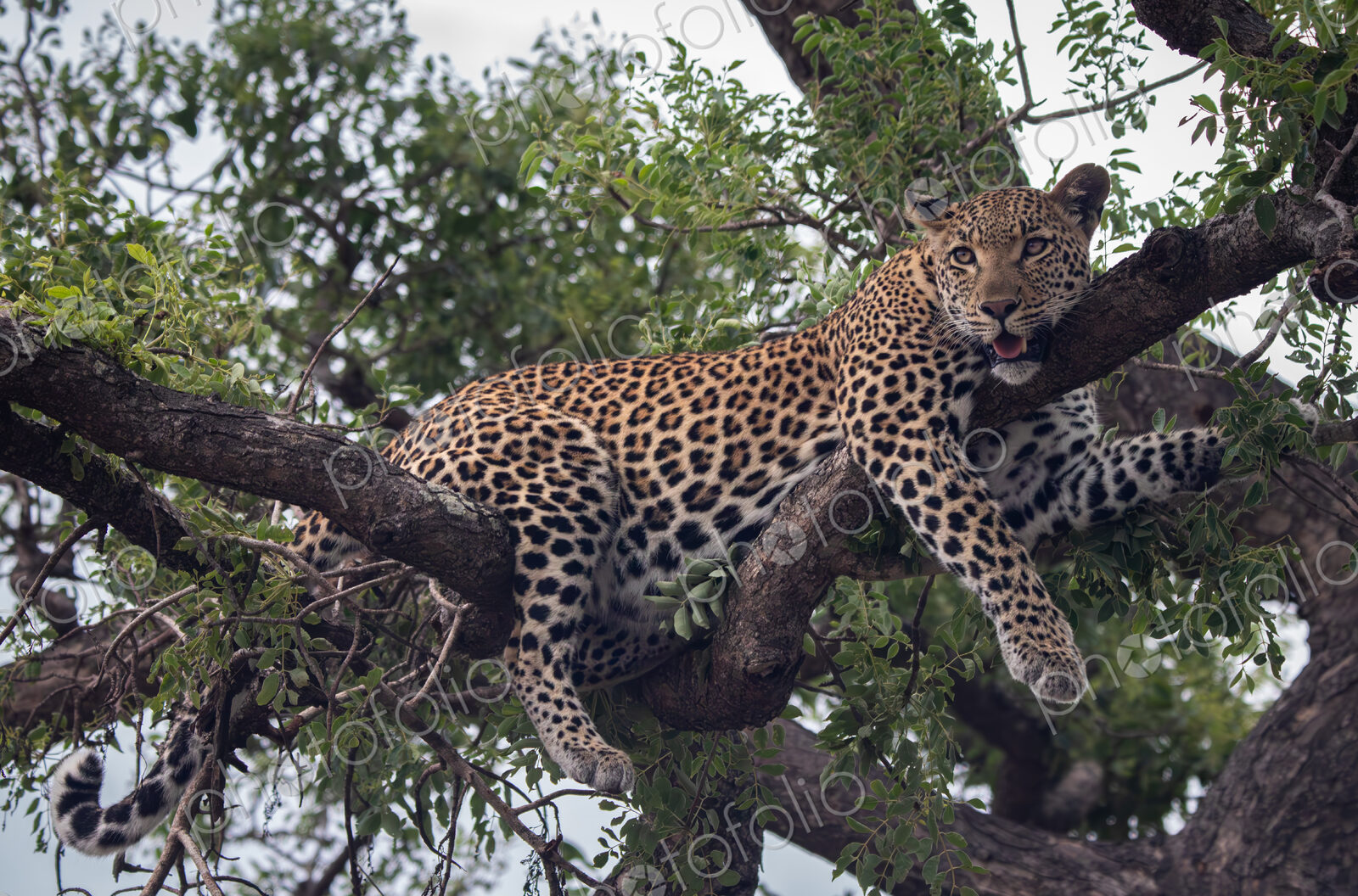 Female Leopard, Panthera leo, resting in a tree.