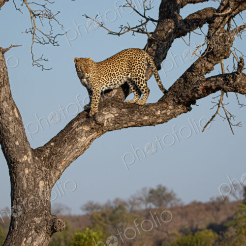 Female Leopard, Panthera leo, standing in a tree.