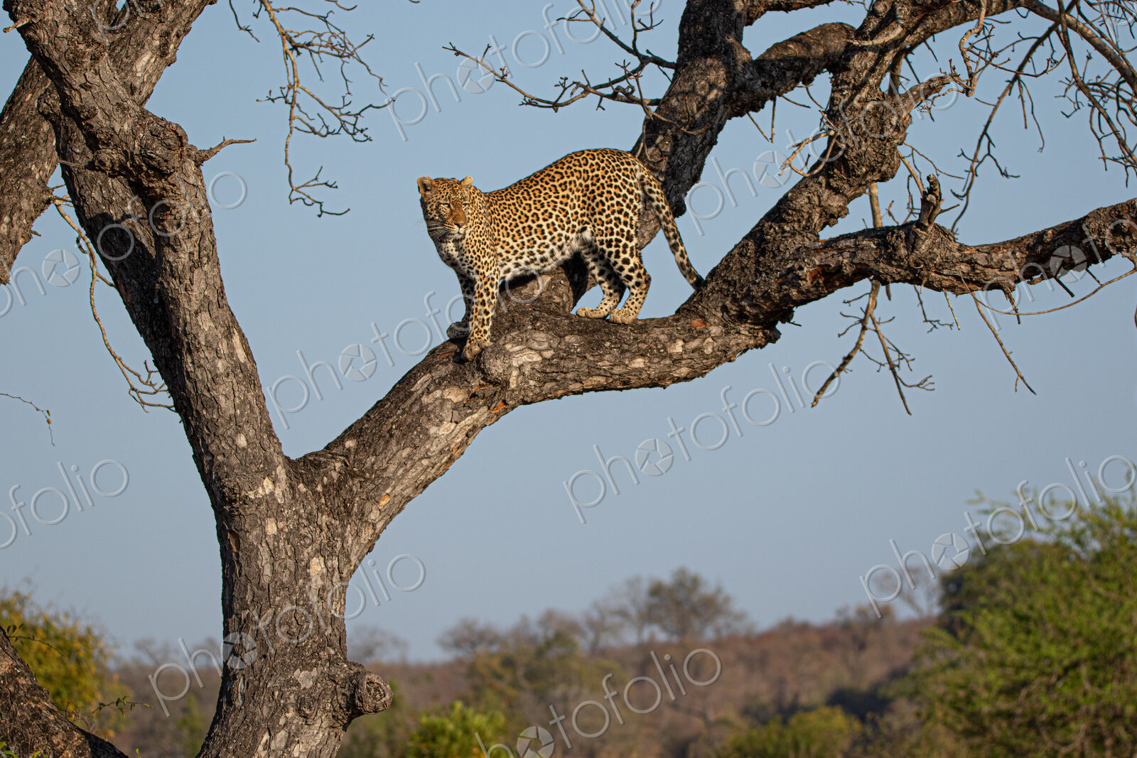 Female Leopard, Panthera leo, standing in a tree.