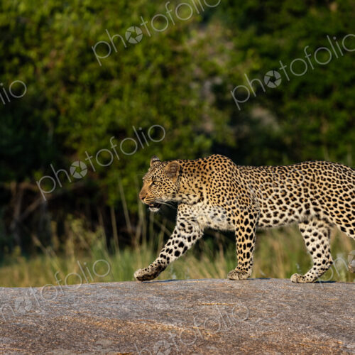 Female Leopard, Panthera leo, walking on boulder.
