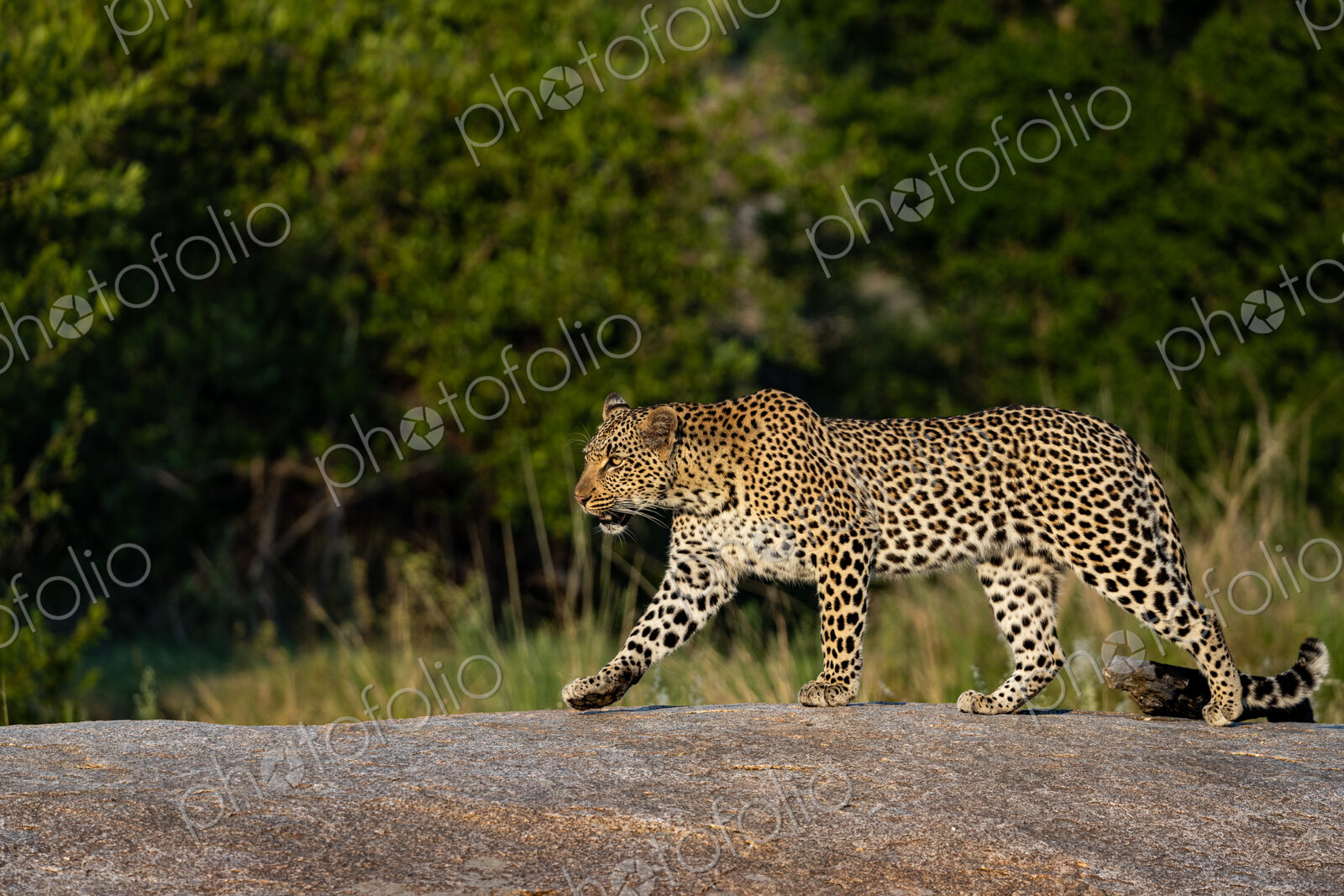 Female Leopard, Panthera leo, walking on boulder.
