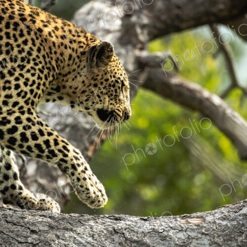 Female Leopard, Panthera pardus, climbing tree.