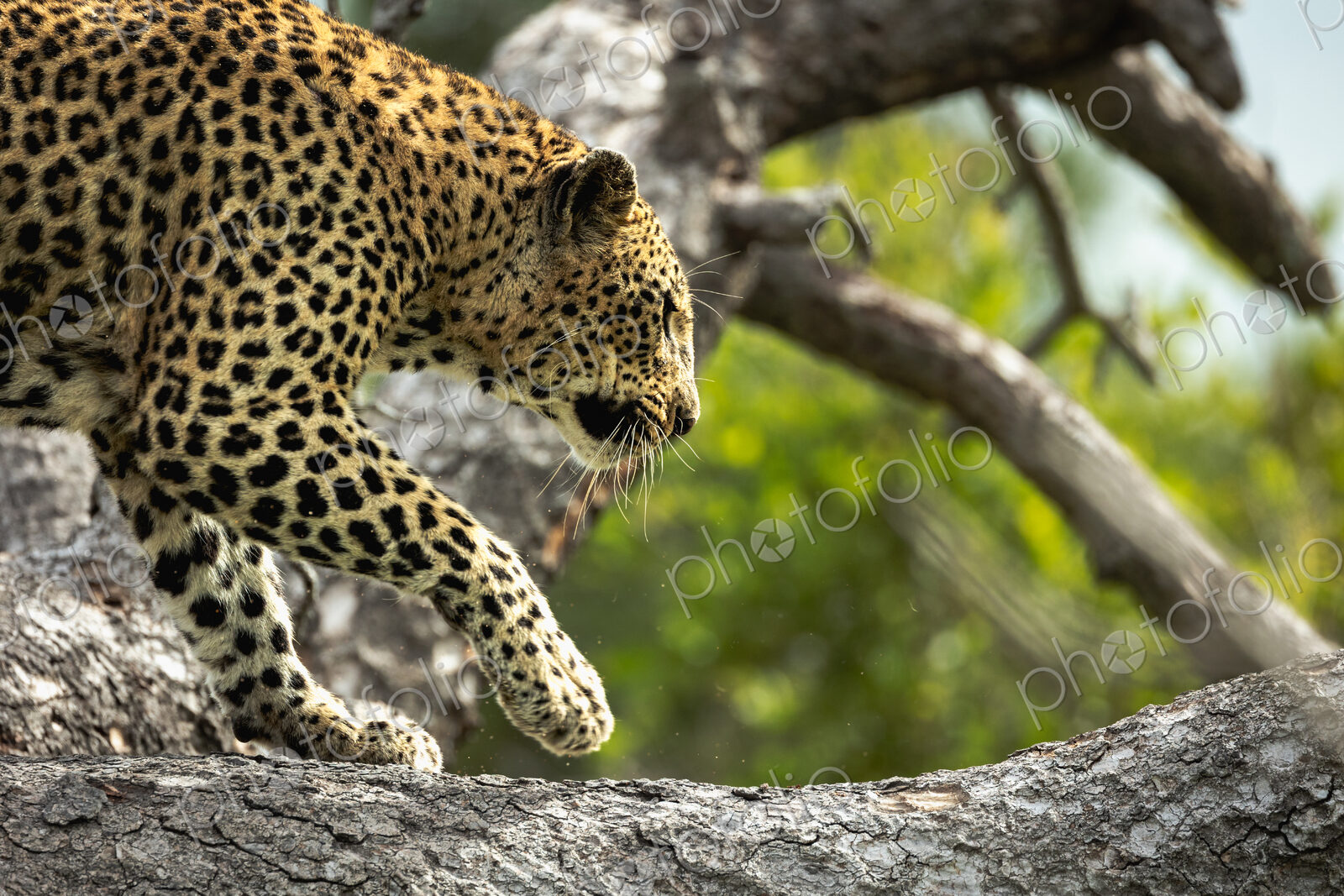Female Leopard, Panthera pardus, climbing tree.