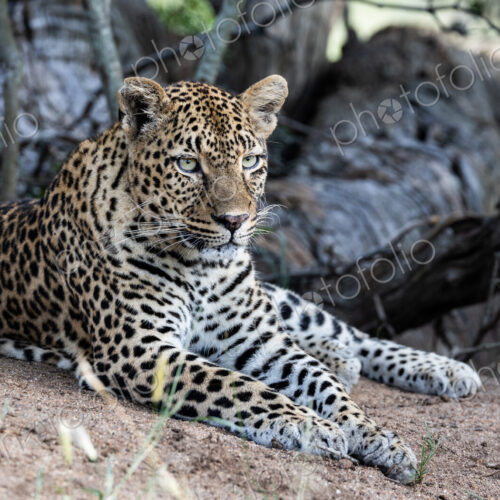 Female Leopard, Panthera pardus, close-up. Female Leopard, Panthera pardus, close-up.