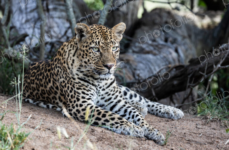 Female Leopard, Panthera pardus, close-up.