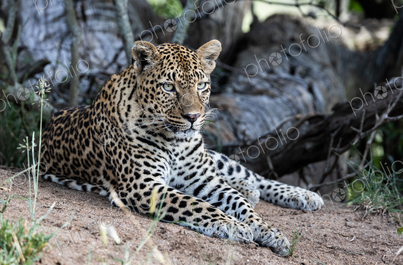 Female Leopard, Panthera pardus, close-up.