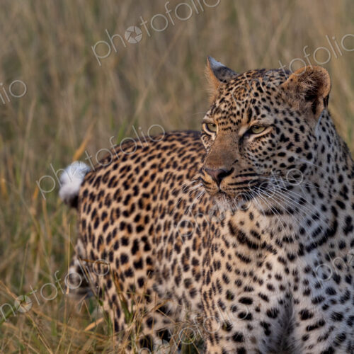 Female Leopard, Panthera pardus, close-up. Female Leopard, Panthera pardus, close-up.