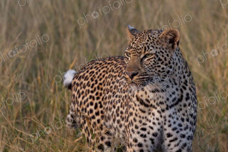 Female Leopard, Panthera pardus, close-up.