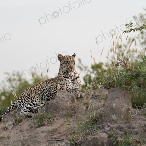 Female Leopard, Panthera pardus, female leopard lying on a termite mound.