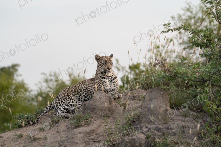 Female Leopard, Panthera pardus, female leopard lying on a termite mound.