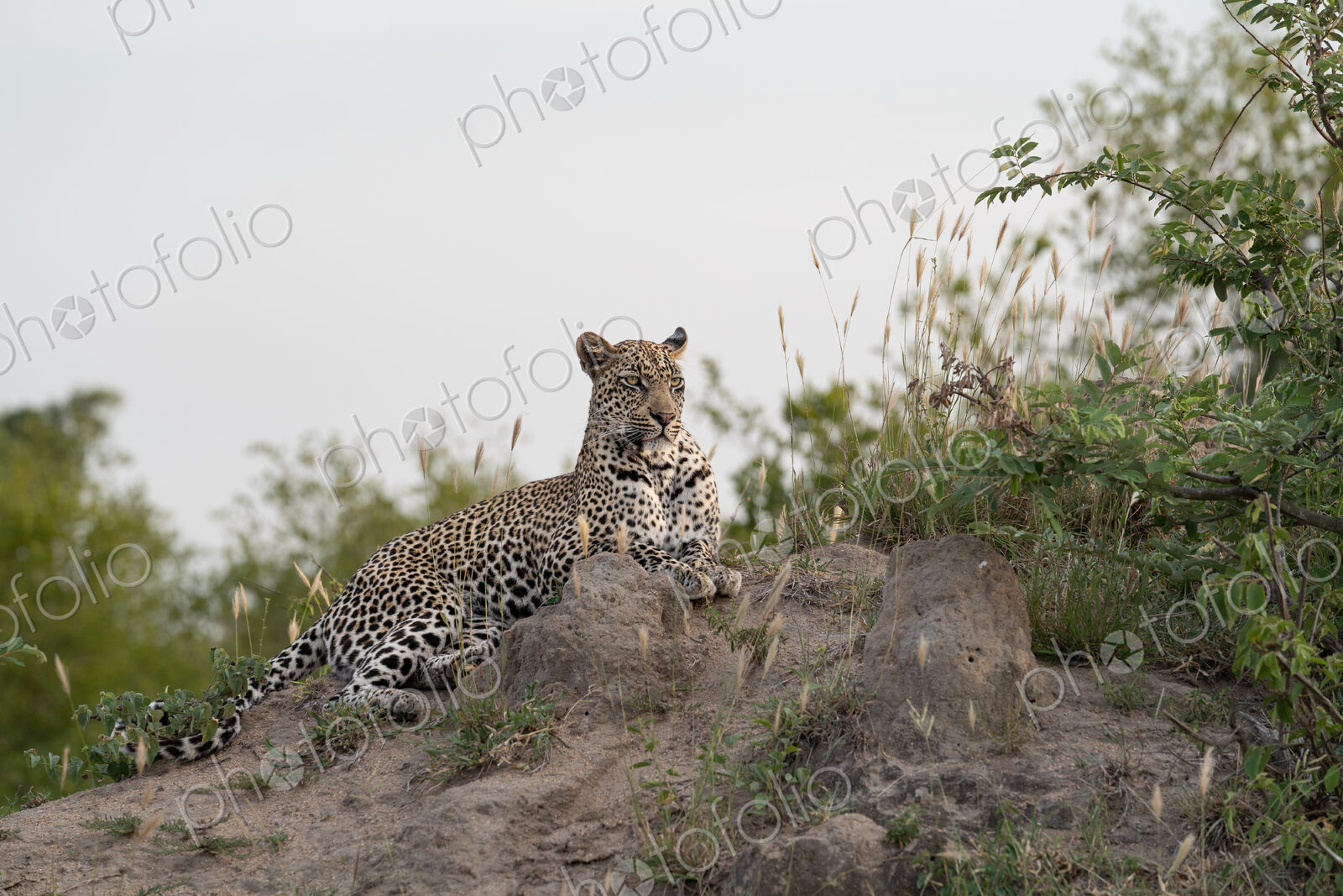 Female Leopard, Panthera pardus, female leopard lying on a termite mound.