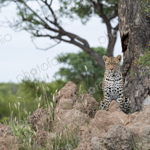 Female Leopard, Panthera pardus, female leopard perched on a termite mound, alert and…