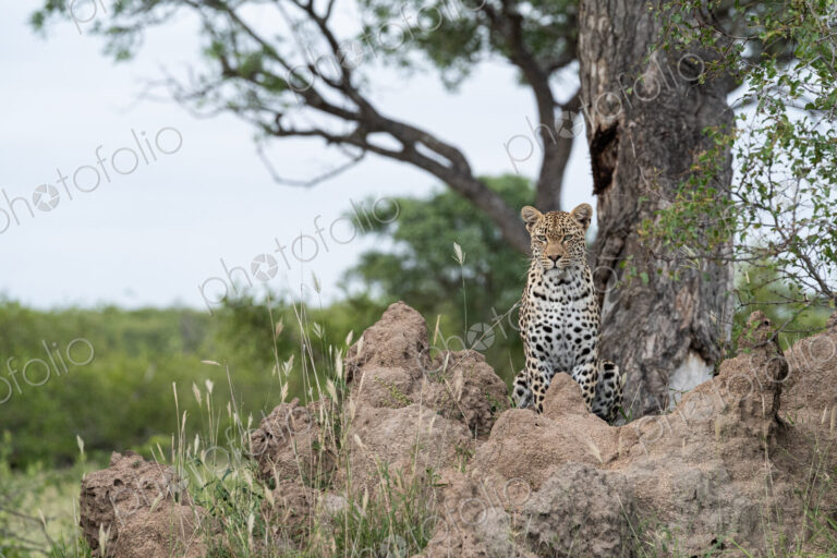 Female Leopard, Panthera pardus, female leopard perched on a termite mound, alert and…