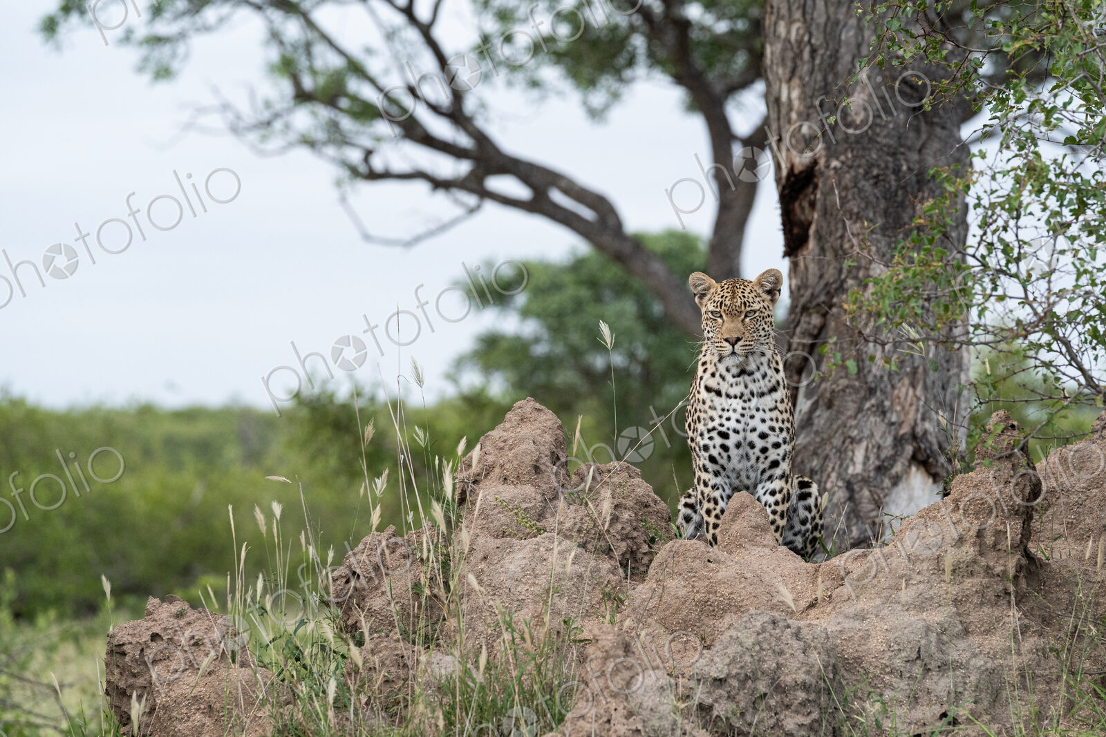 Female Leopard, Panthera pardus, female leopard perched on a termite mound, alert and…