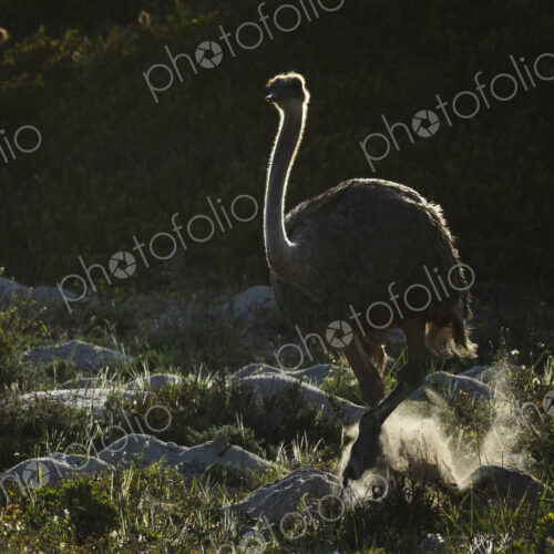Female Ostrich on the Move in Cape Fynbos Landscape West Coast National Park,… Female Ostrich on the Move in Cape Fynbos Landscape West Coast National Park,…