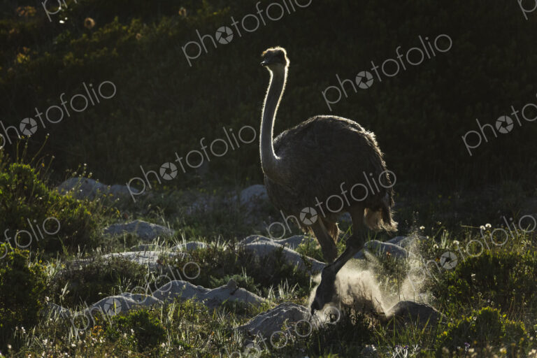 Female Ostrich on the Move in Cape Fynbos Landscape West Coast National Park,…