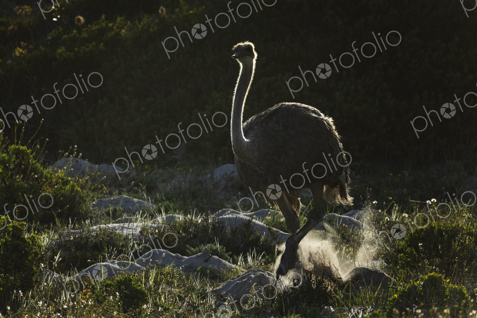 Female Ostrich on the Move in Cape Fynbos Landscape West Coast National Park,…