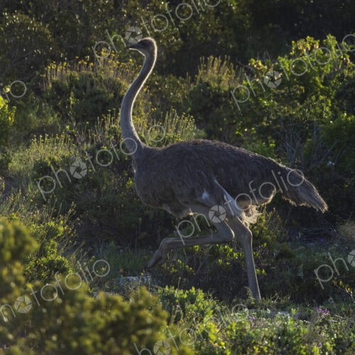 Female Ostrich on the Move in Cape Fynbos Landscape West Coast National Park,…
