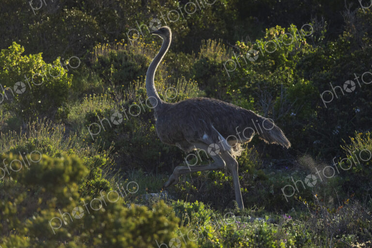 Female Ostrich on the Move in Cape Fynbos Landscape West Coast National Park,…