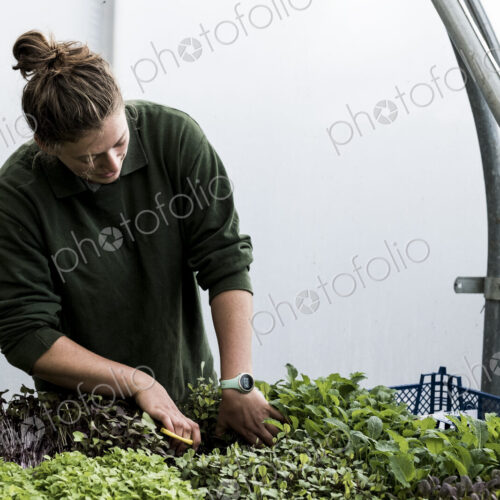 Female gardener standing in a greenhouse, cutting young vegetable plants with pair of… Female gardener standing in a greenhouse, cutting young vegetable plants with pair of…