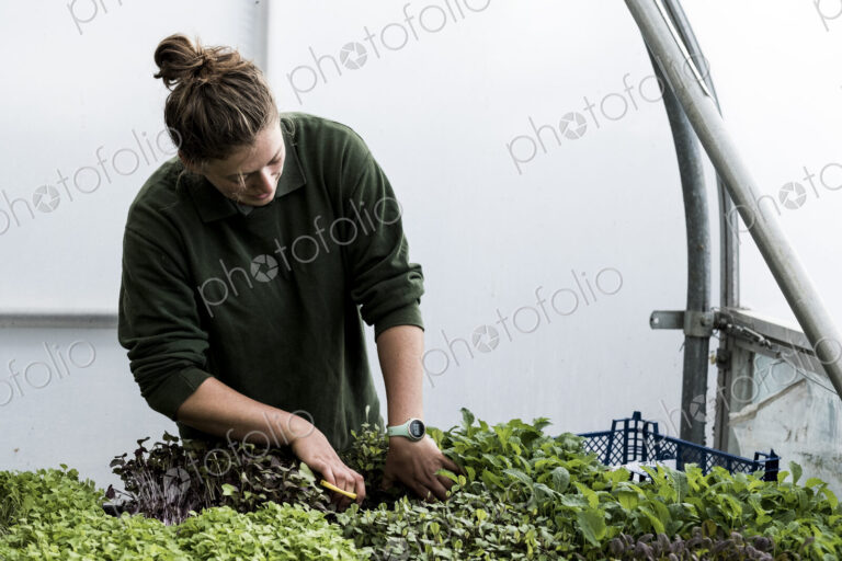 Female gardener standing in a greenhouse, cutting young vegetable plants with pair of…