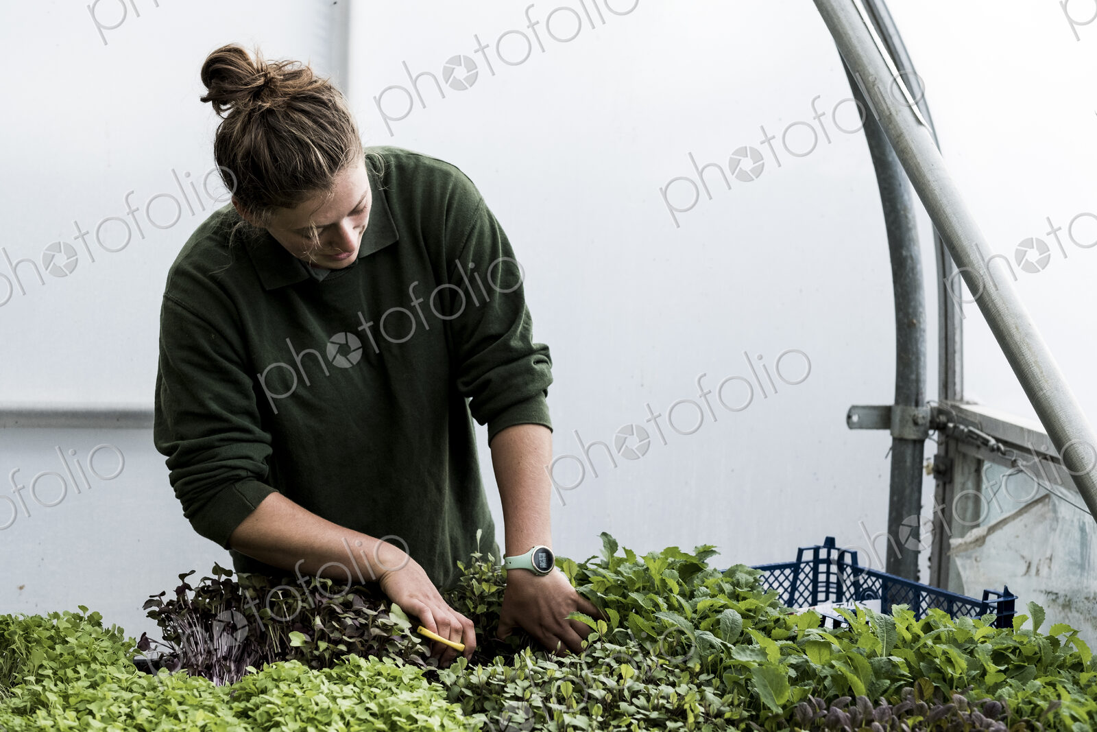 Female gardener standing in a greenhouse, cutting young vegetable plants with pair of…