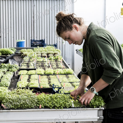 Female gardener standing in a greenhouse, cutting young vegetable plants with pair of… Female gardener standing in a greenhouse, cutting young vegetable plants with pair of…
