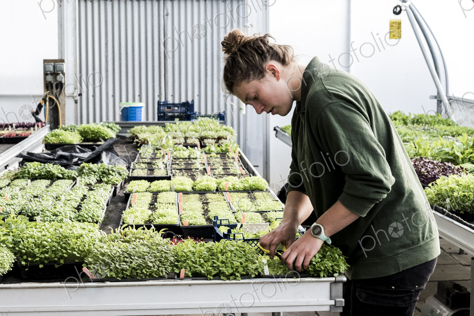 Female gardener standing in a greenhouse, cutting young vegetable plants with pair of…
