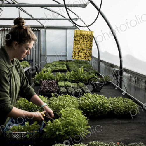Female gardener standing in a greenhouse, cutting young vegetable plants with pair of… Female gardener standing in a greenhouse, cutting young vegetable plants with pair of…