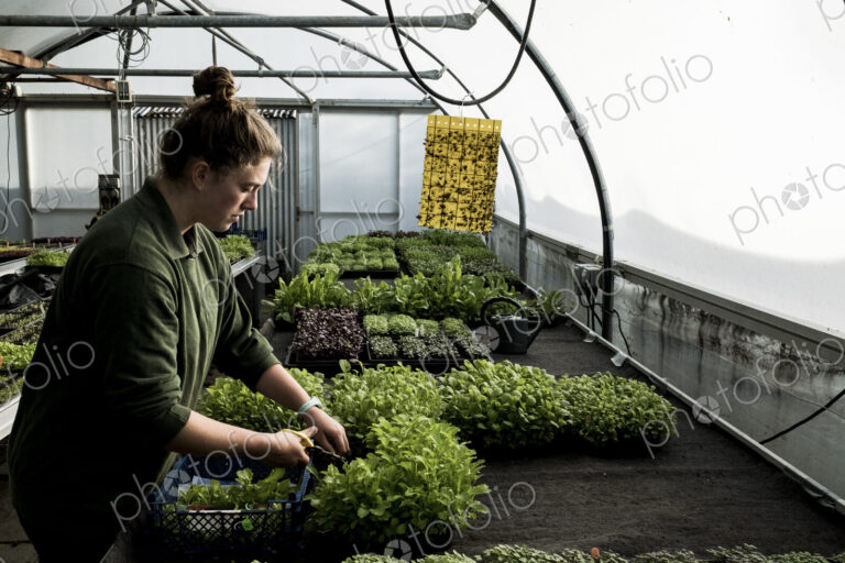 Female gardener standing in a greenhouse, cutting young vegetable plants with pair of…