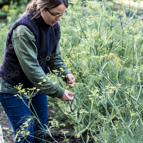 Female gardener standing in a vegetable bed in a garden, inspecting dill plants. Female gardener standing in a vegetable bed in a garden, inspecting dill plants.