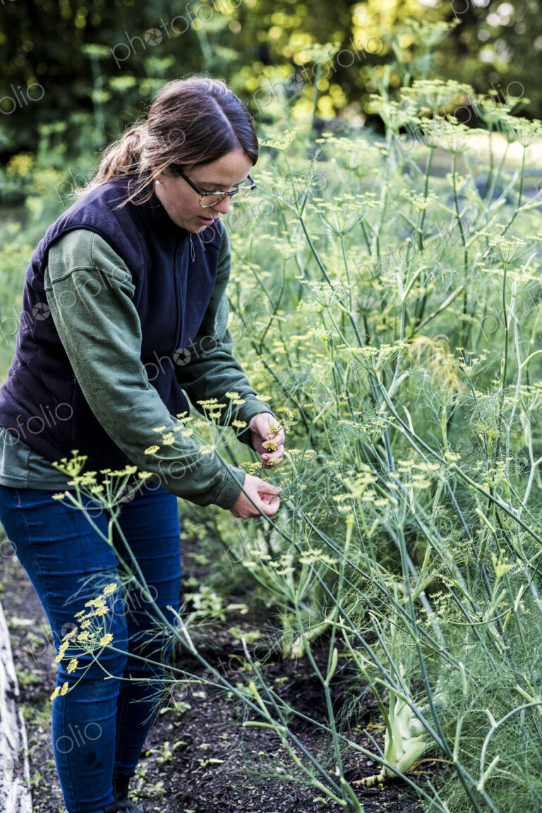 Female gardener standing in a vegetable bed in a garden, inspecting dill plants.