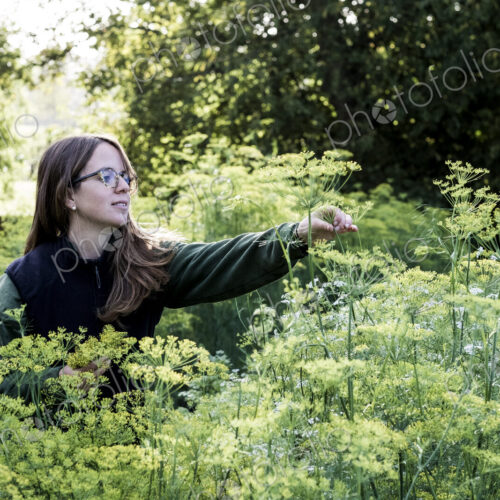 Female gardener standing in a vegetable bed in a garden, inspecting dill plants. Female gardener standing in a vegetable bed in a garden, inspecting dill plants.