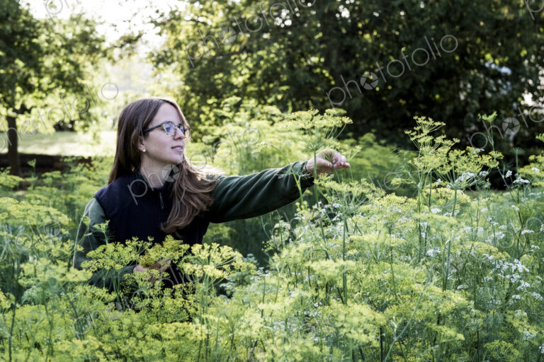 Female gardener standing in a vegetable bed in a garden, inspecting dill plants.