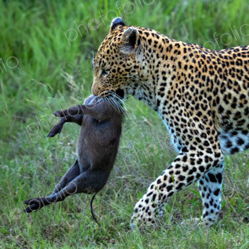 Female leopard, Panthera pardus, carrying her warthog kill. Female leopard, Panthera pardus, carrying her warthog kill.