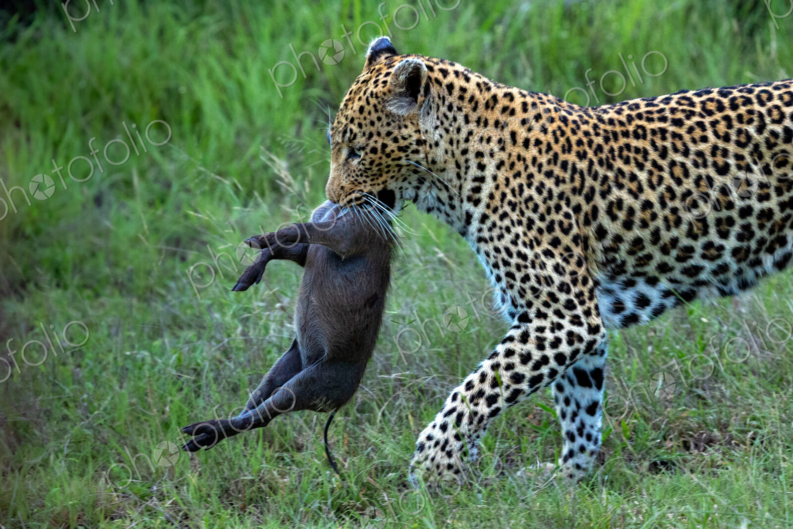Female leopard, Panthera pardus, carrying her warthog kill.
