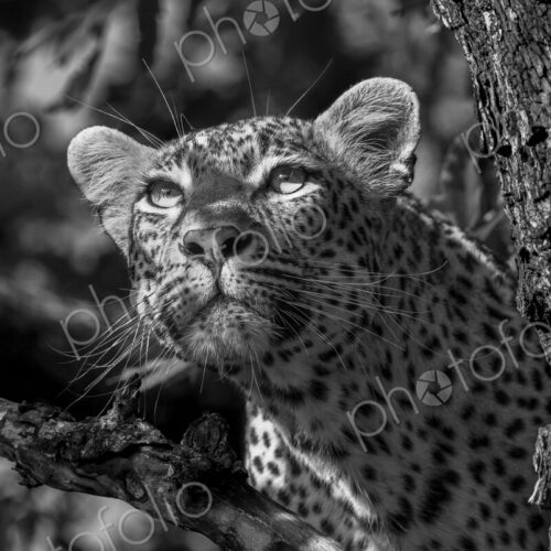 Female leopard, Panthera pardus, close-up of face, in black and white. Female leopard, Panthera pardus, close-up of face, in black and white.