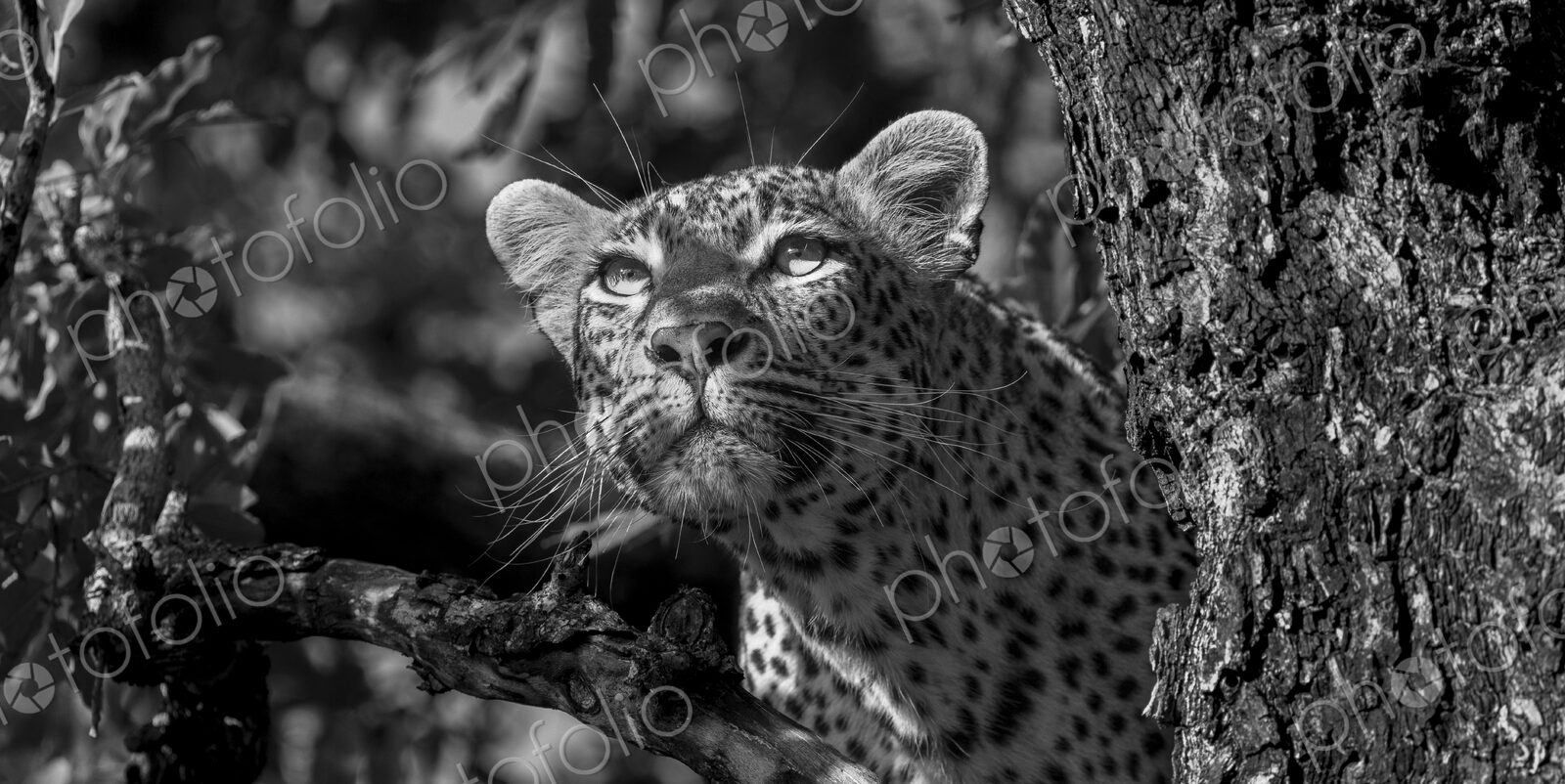 Female leopard, Panthera pardus, close-up of face, in black and white.