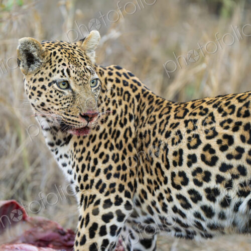 Female leopard, Panthera pardus, feeding on an impala. Female leopard, Panthera pardus, feeding on an impala.