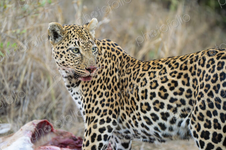 Female leopard, Panthera pardus, feeding on an impala.