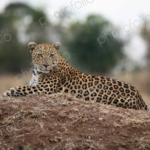 Female leopard, Panthera pardus, lying down on a mound. Female leopard, Panthera pardus, lying down on a mound.