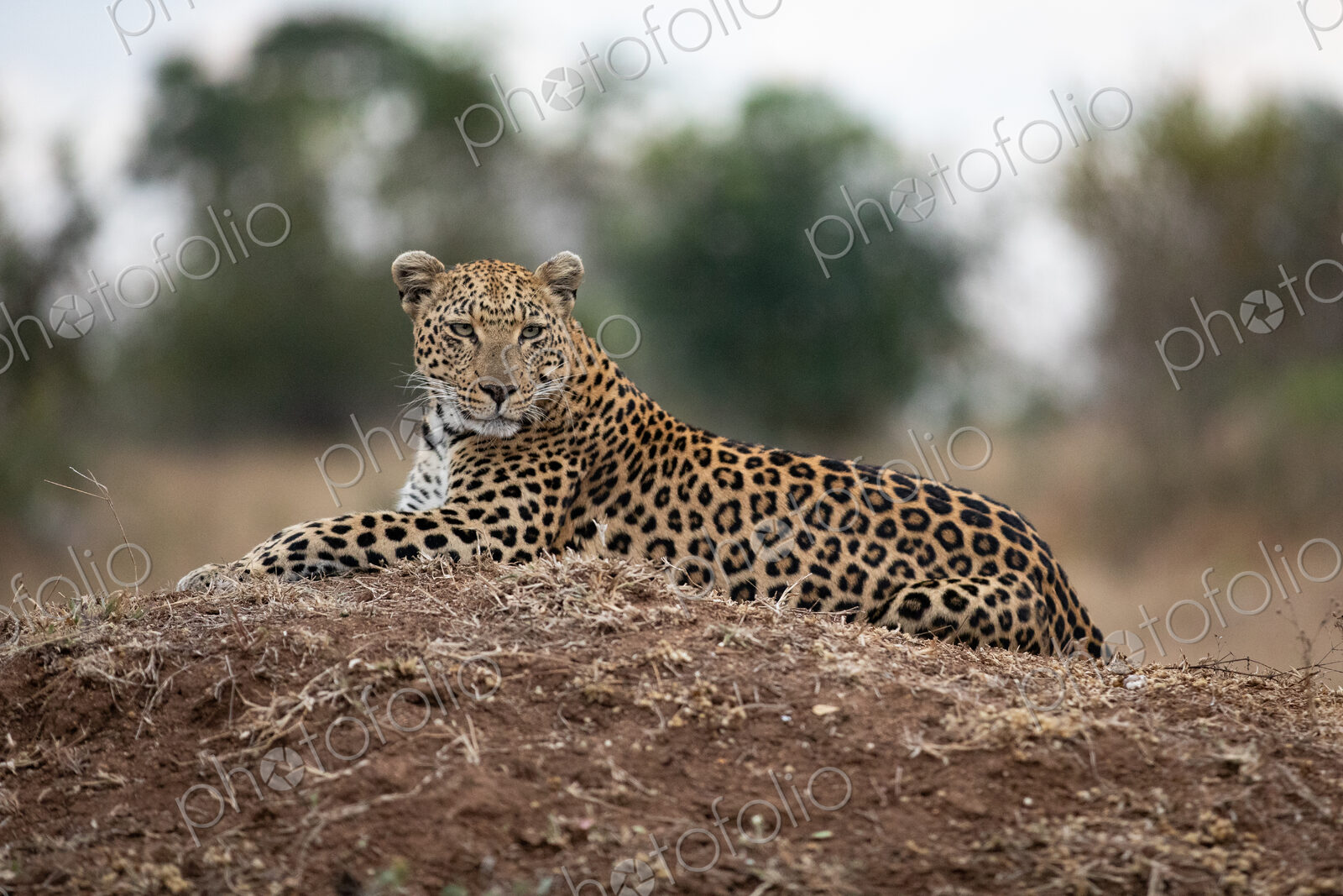Female leopard, Panthera pardus, lying down on a mound.