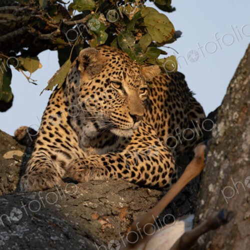 Female leopard, Panthera pardus, lying in a tree. Female leopard, Panthera pardus, lying in a tree.