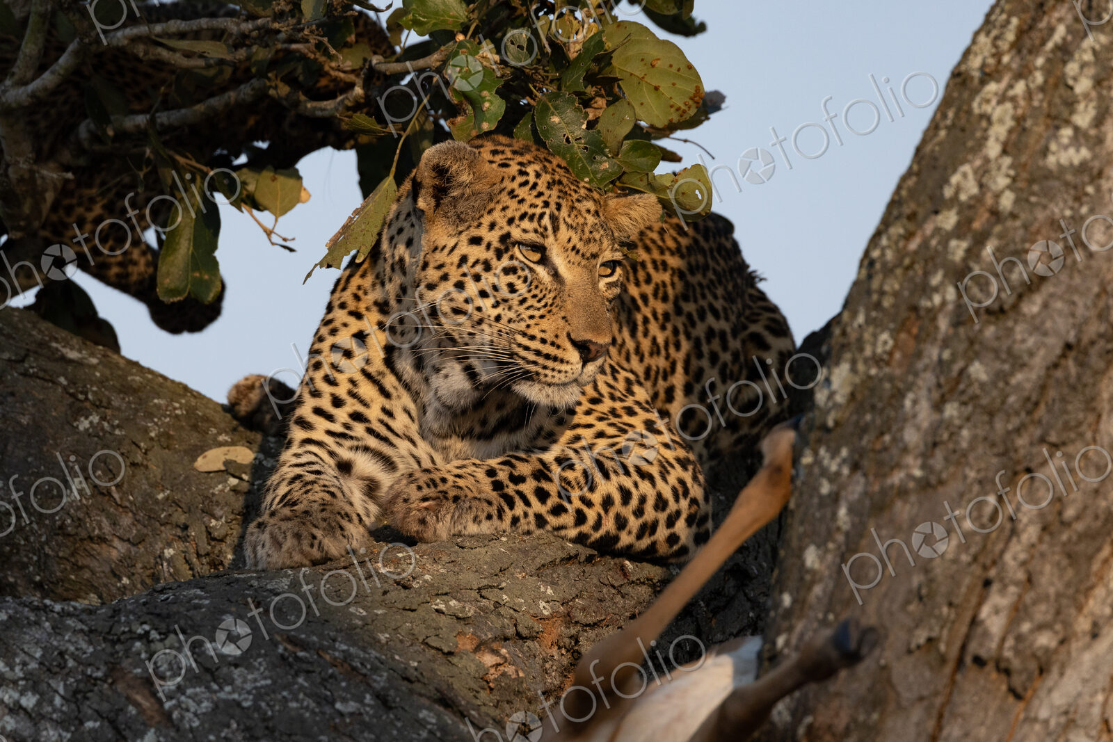Female leopard, Panthera pardus, lying in a tree.