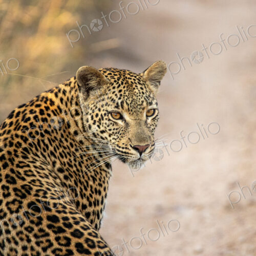 Female leopard, Panthera pardus, portrait, looking back. Female leopard, Panthera pardus, portrait, looking back.