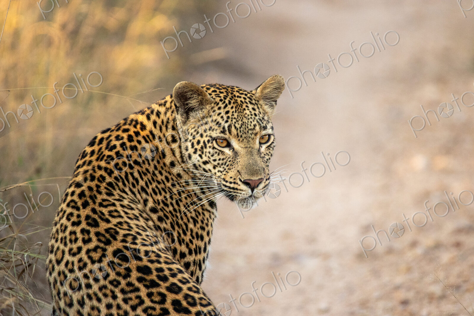 Female leopard, Panthera pardus, portrait, looking back.