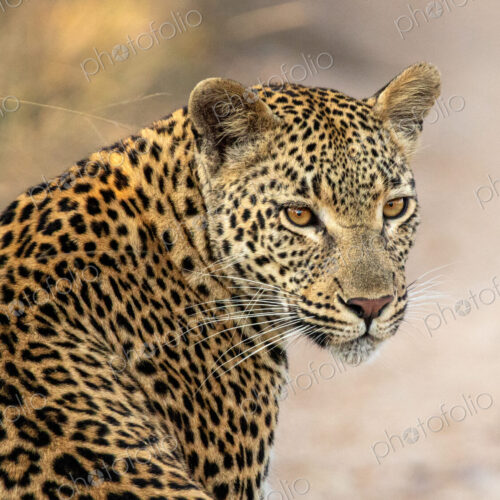 Female leopard, Panthera pardus, portrait, looking back. Female leopard, Panthera pardus, portrait, looking back.