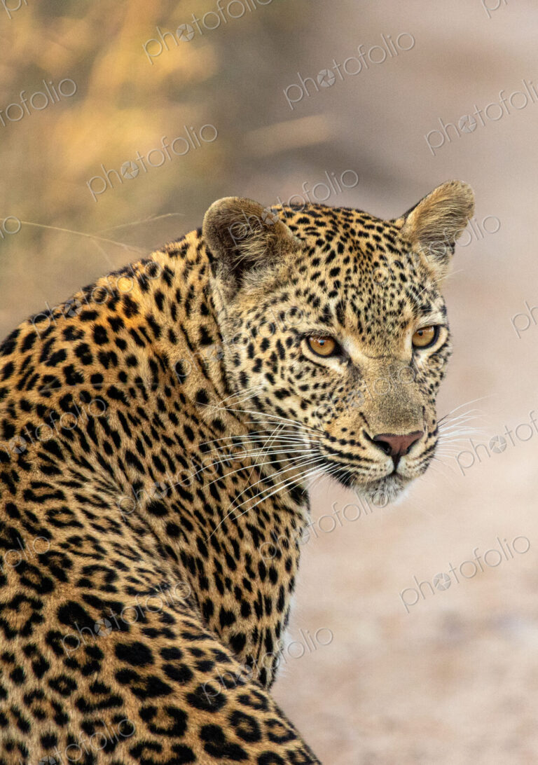 Female leopard, Panthera pardus, portrait, looking back.