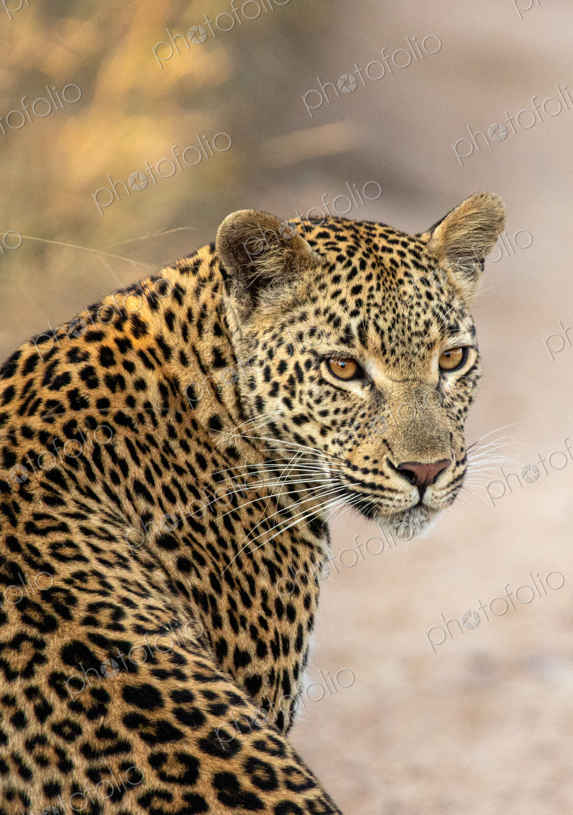 Female leopard, Panthera pardus, portrait, looking back.