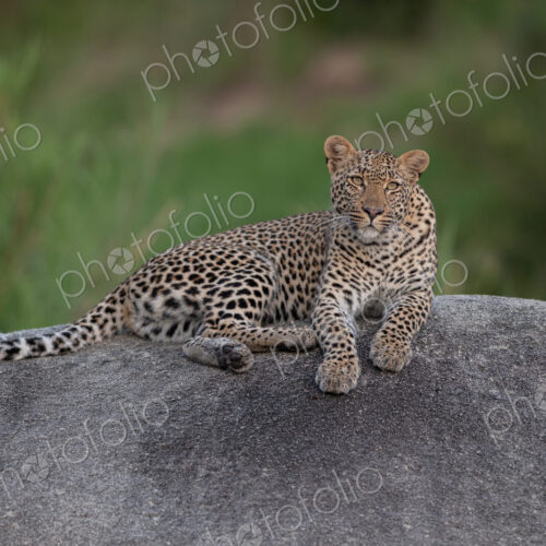 Female leopard, Panthera pardus, resting on a rock. Female leopard, Panthera pardus, resting on a rock.